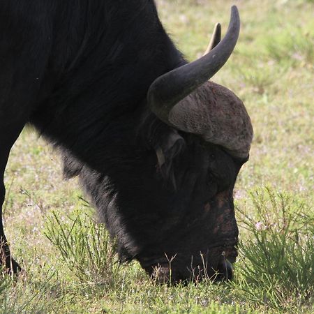 Indalu Game Reserve Boggomsbaai Esterno foto