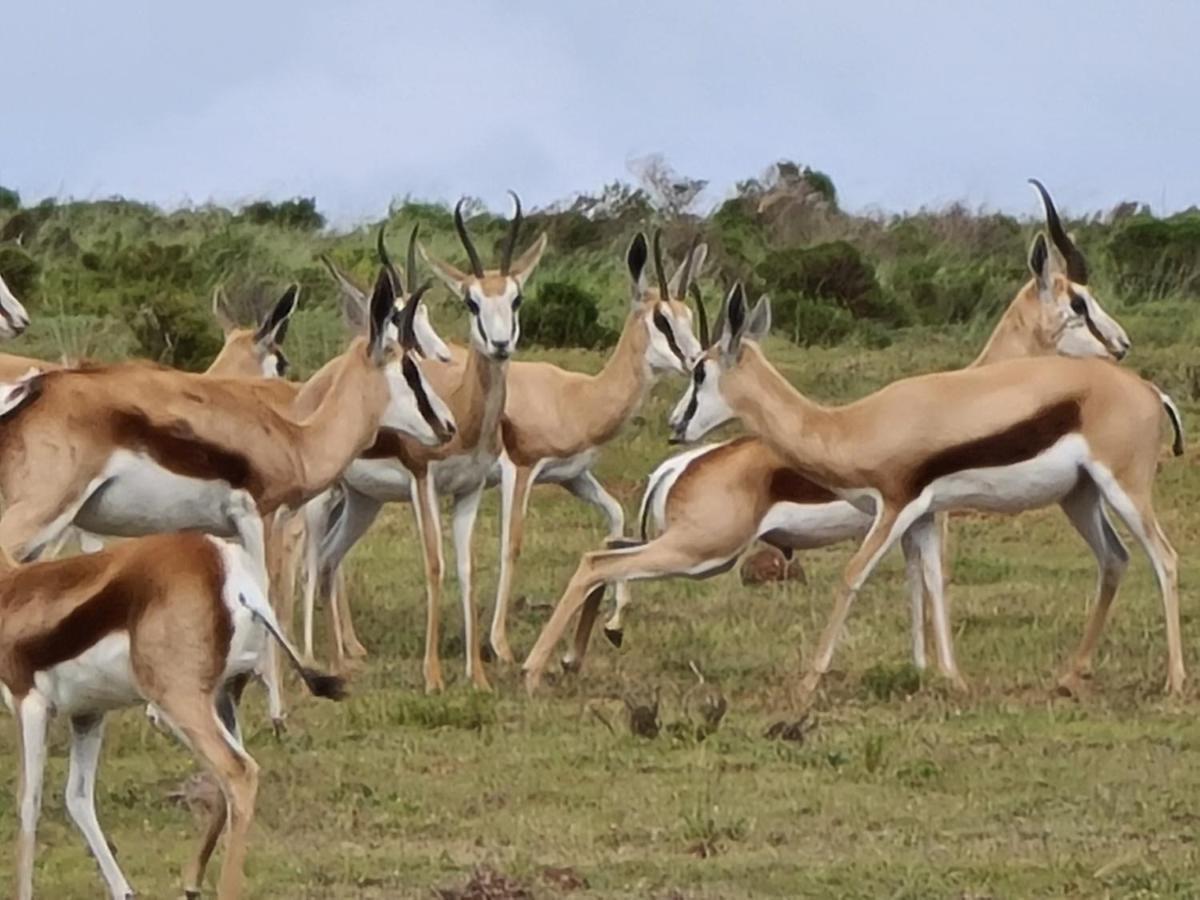 Indalu Game Reserve Boggomsbaai Esterno foto