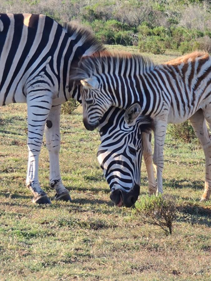 Indalu Game Reserve Boggomsbaai Esterno foto