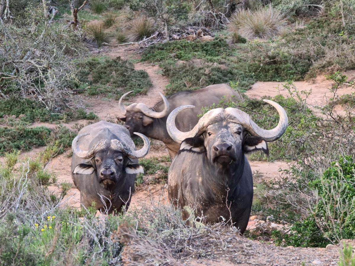 Indalu Game Reserve Boggomsbaai Esterno foto