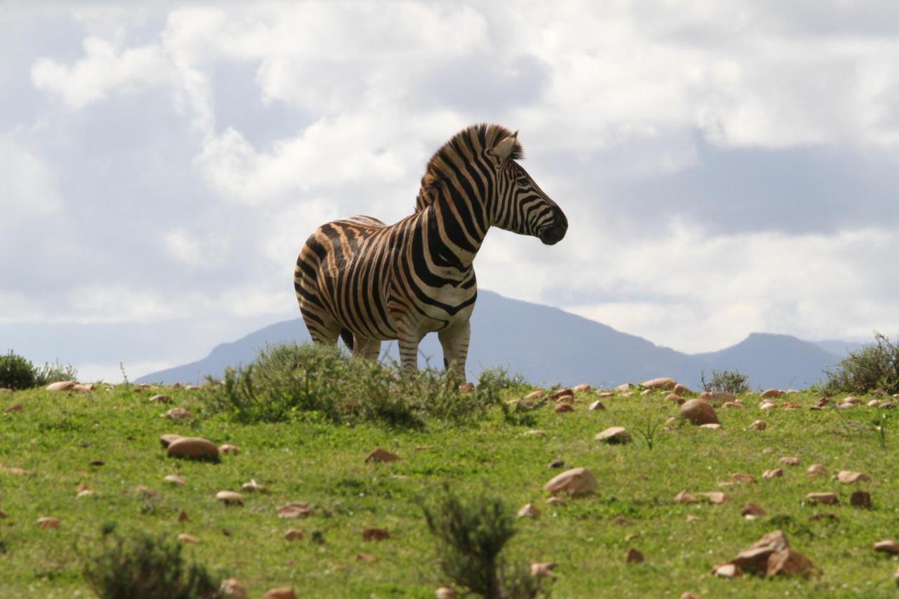 Indalu Game Reserve Boggomsbaai Esterno foto