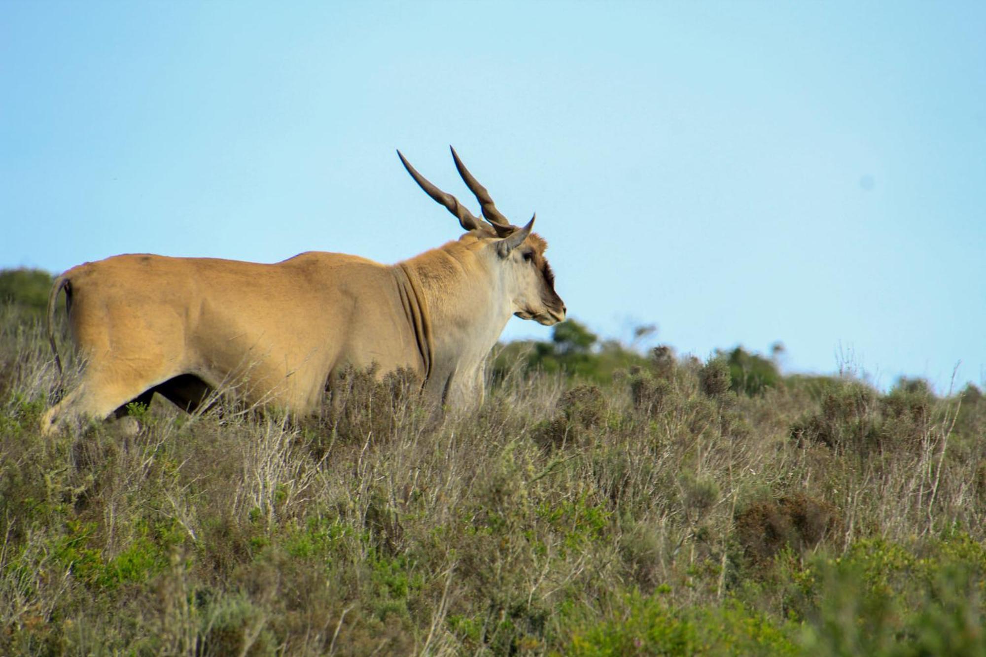 Indalu Game Reserve Boggomsbaai Esterno foto