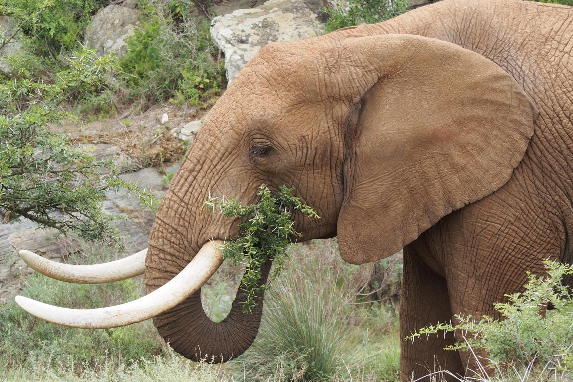Indalu Game Reserve Boggomsbaai Esterno foto