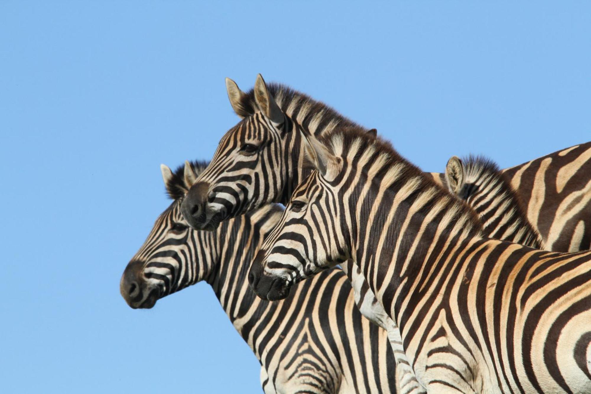 Indalu Game Reserve Boggomsbaai Esterno foto