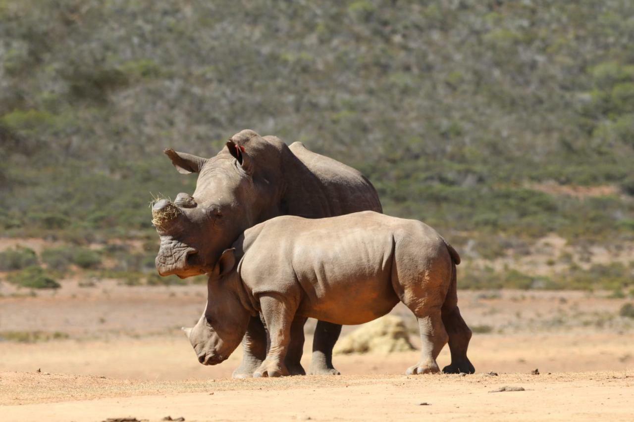 Indalu Game Reserve Boggomsbaai Esterno foto